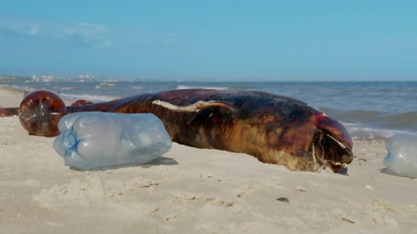 Delfinen som kastas ut av vågorna ligger på stranden omgiven av plastskräp. Flaskor, väskor och annat plastskräp i närheten är död delfin på sandstrand. — Stockvideo