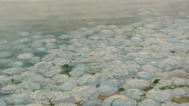 해변의 모래 위에 죽은 해파리가 나타났습니다. 환경 오염. 생태계의 대재난. — 비디오