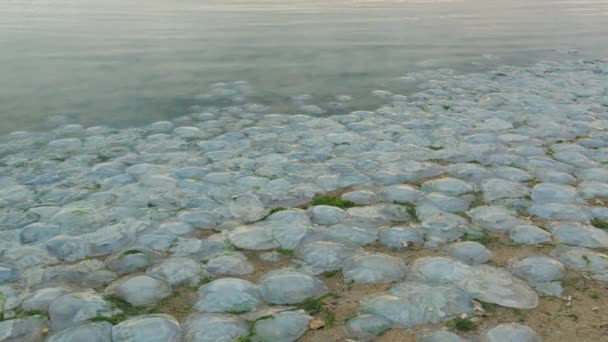 Tote Quallen wurden am Strand angespült. Tote Medusa im flachen Wasser am Ufer. — Stockvideo