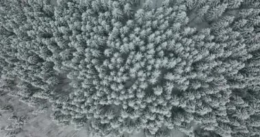 Hava görüntüsü. Kış mevsimi. Karlı dağ ormanları havadan çekilen nefes kesici doğal manzara, donmuş orman.