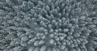 Hava görüntüsü. Kış mevsimi. Karlı dağ ormanları havadan çekilen nefes kesici doğal manzara, donmuş orman.