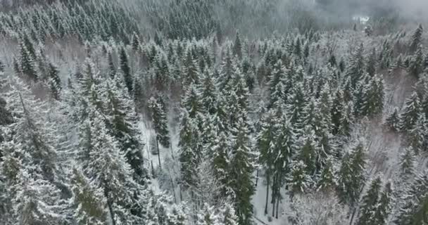 Kışın karla kaplı donmuş bir ormanın havadan görünüşü. Avrupa 'da kış ormanı üzerinde uçuş, üst manzara. — Stok video
