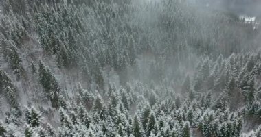 Hava görüntüsü. Kış mevsimi. Karlı dağ ormanları havadan çekilen nefes kesici doğal manzara, donmuş orman.