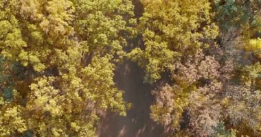 En tepedeki sonbahar tahtası. Doğa geçmişi. Renkli ağaçlarla dolu sonbahar ormanının havadan görünüşü. Sonbahar ormanı insansız hava aracı manzarası. Parlak sarı yapraklı ağaçlar.