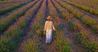 Aerial view of beautiful lavender field at sunset. A girl in a long dress and hat walks between rows of blooming lavender fields. Valensole, Provence, France.