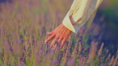 Girls hand touching purple lavender flowers at sunset closeup. Valensole, Provence, South France.