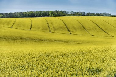 Tepeler Auxerre ve Chablis yakın parlak sarı kolza çiçekleri ile kaplıdır. Bu olduğu için tipik bir önemli tarım mahsulünün kırsal Fransa.