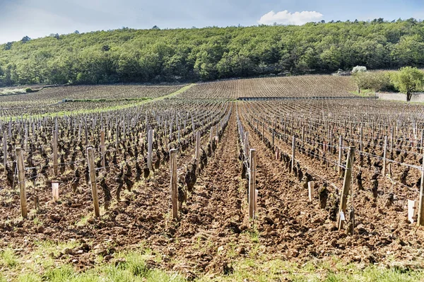 Premier Cru Vineyard Leading Gently Sloping Hill Forest Shows Typical — Stock Photo, Image