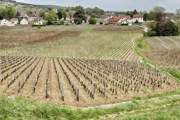 Oblasti Vinic Jsou Vysazeny Přímo Zdi Budovy Regionu Burgundsko Francie — Stock fotografie