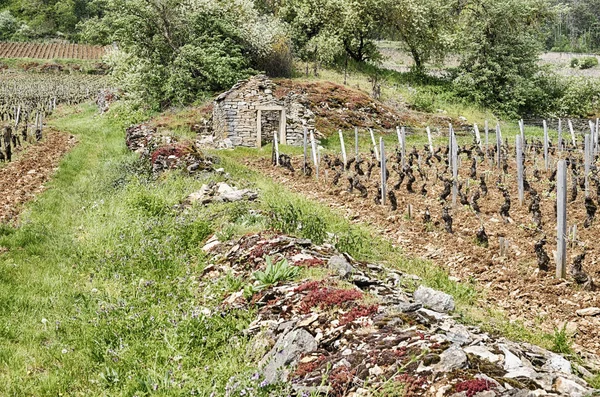 古い石壁が砕ける古い石造りの農場建物 グランクリュとプルミエクリュの中フランスのブルゴーニュ地方のジュヴレ シャンベルタンの近くのブドウ畑の近く — ストック写真