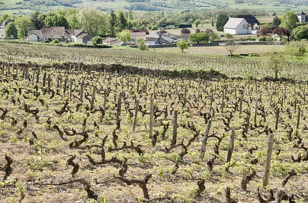 Vineyard Stone Wall Lies Village Santenay Burgundy Region France — Stock Photo, Image