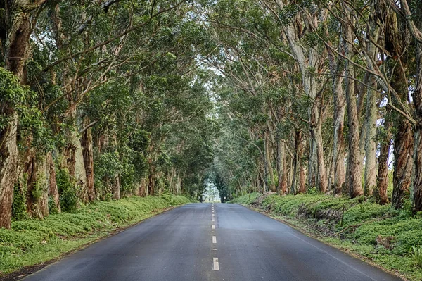 Tree Tunnel Long Row Eucalyptus Trees First Mile Maliuhi Road — Stock Photo, Image