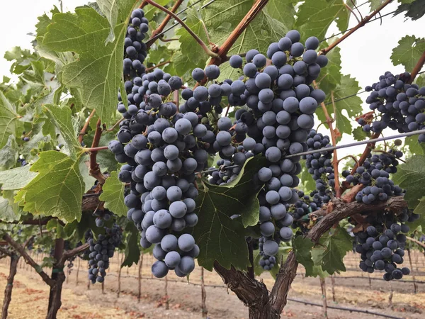 Cluster Almost Ripe Cabernet Sauvignon Grapes Napa Valley Vineyard Bluish — Stock Photo, Image