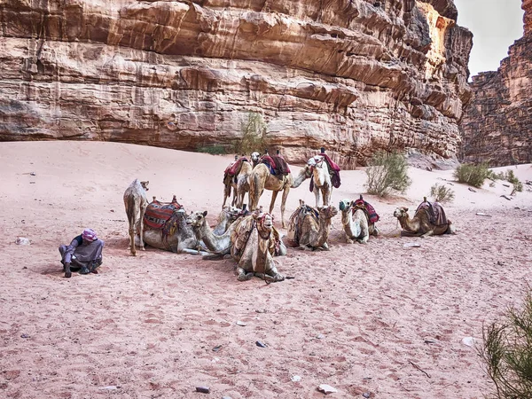 Wadi Rum Jordan Juni 2018 Liten Karavan Kameler Och Deras — Stockfoto