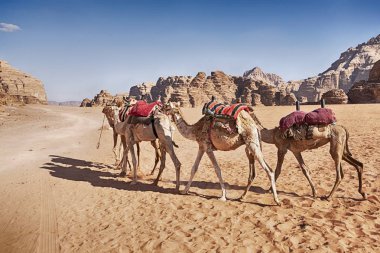 Eyer battaniye ile üç deve kumlu çölde Ürdün Wadi Rum Vadisi boyunca yürümek.