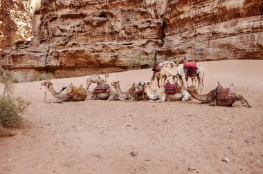 Wadi Rum çölde Souther'le Jordan bir kanyon kayalıklarla altında küçük bir deve sürüsü aittir.
