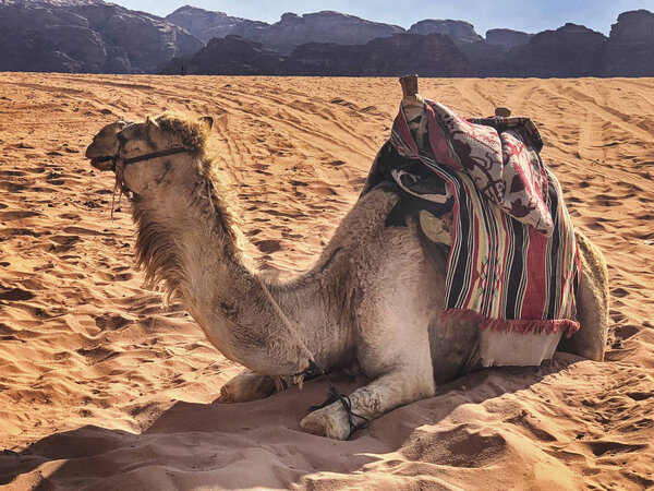 One camel from a small caravan with traditional saddle and blankets rests on the sands of the Wadi Rum desert in Jordan.
