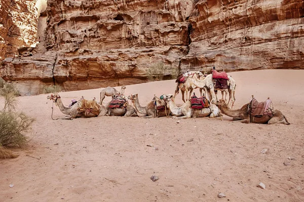 Een Kleine Kudde Van Kamelen Rust Onder Klippen Een Canyon — Stockfoto