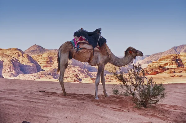 Ein Kamel Wartet Der Nähe Eines Abgelegenen Busches Inmitten Des — Stockfoto