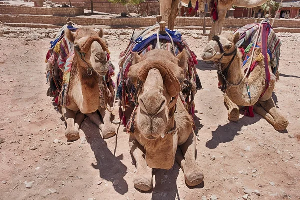 Drie Kamelen Met Zadels Dekens Klaar Voor Toeristen Zijn Close — Stockfoto
