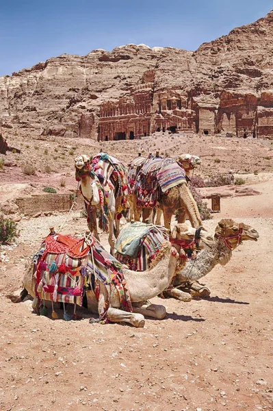 Liten Gruppe Kameler Venter Tur Hovedstien Den Naturskjønne Destinasjonen Petra – stockfoto