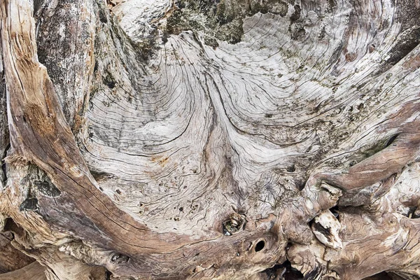 旧的风化浮木树桩上的图案被冲到圣胡安岛上的海滩上 结果自然是抽象的 — 图库照片