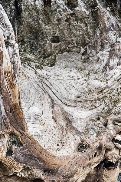 Nature Abstract Old Driftwood Stump Shows Natural Valley Cracks Crevices — Stock Photo, Image