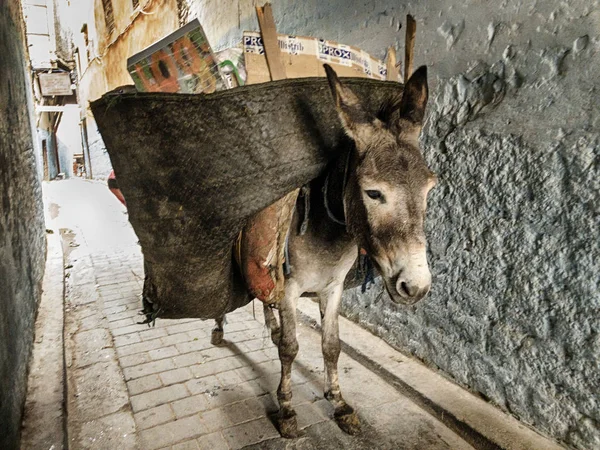 Medina Section Fes Morocco Streets Narrow Donkey Provides Garbage Service — Stock Photo, Image