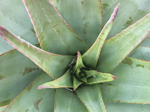 Spiky Leaves Aloe Plant Radiate Center Seen — Stock Photo, Image