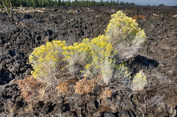 Sagebrush in Lava veld — Stockfoto