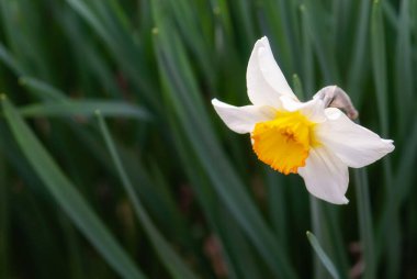 Parktaki güzel çiçekler.