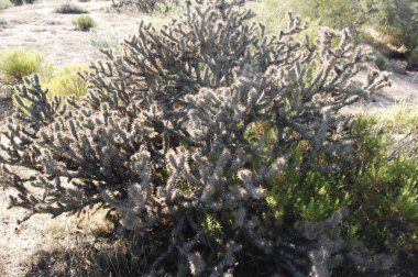 Arizona, Amerika 'nın çöl manzarası.