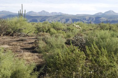Arizona, Amerika 'nın çöl manzarası.