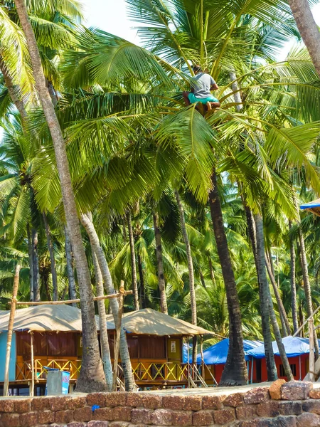 Lokal Man Samla Kokos Ovanpå Höga Palmträd Bakgrunden Ljusa Färgglada — Stockfoto