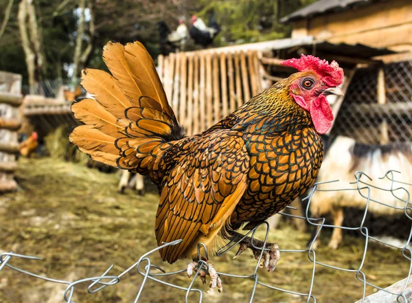 Kümes hayvanları bahçedeki, Slavske, Ukrayna bir çit oturan kırmızı bir tarak ile parlak turuncu genç horoz