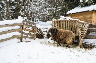 Kalın saç ve besleyiciler de köyün çiftlik, Ukrayna yakınındaki çiftlik kavisli boynuzları ile büyük koyun