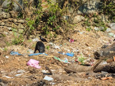 Goa, Hindistan 22 Şubat 2011: Domuz ve yasadışı düzenli depolama plastik torba ve artık yemek yiyecek, keder ile karıştırmak, çöpten yemek crow Hint Okyanusu kıyısında, Hindistan, ekolojik felaket.
