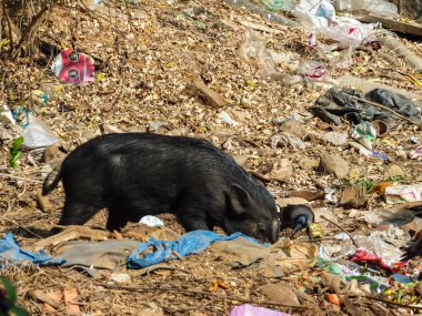 Goa, Hindistan 22 Şubat 2011: Domuz ve yasadışı düzenli depolama plastik torba ve artık yemek yiyecek, keder ile karıştırmak, çöpten yemek crow Hint Okyanusu kıyısında, Hindistan, ekolojik felaket.