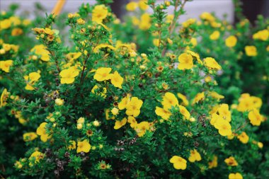 Yaz sarısı düğün çiçekleri. Yeşil çimen