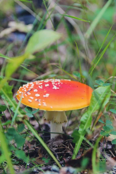 Amanita Στη Μέση Του Πράσινου Γρασιδιού Ζεστό Κρύο Φόντο Γυρίσματα — Φωτογραφία Αρχείου