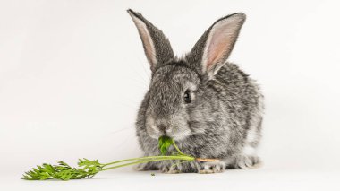 Gri küçük tavşan beyaz bir arka plan üzerinde bir havuç ısırır.