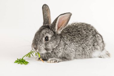 Gri küçük tavşan beyaz bir arka plan üzerinde bir havuç ısırır.
