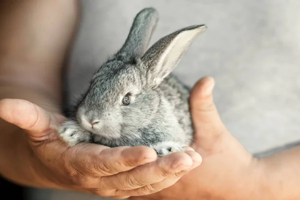 Králík Zajíc Lidské Péči Rukou Farmáře — Stock fotografie