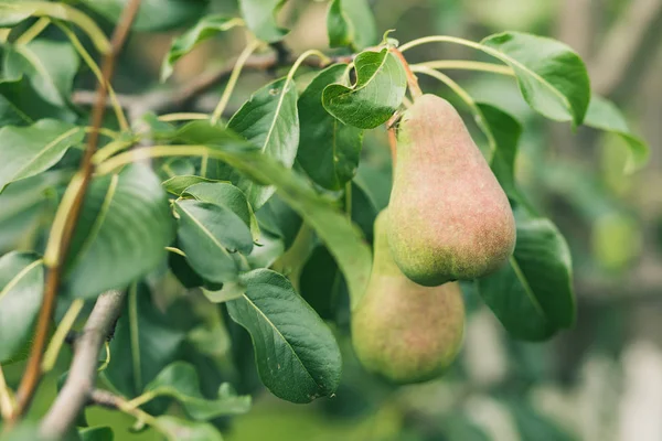 Fresh juicy pears on pear tree branch. Organic pears in natural environment. Crop of pears