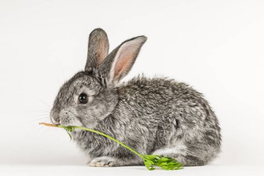 Gri küçük tavşan beyaz bir arka plan üzerinde bir havuç ısırır.