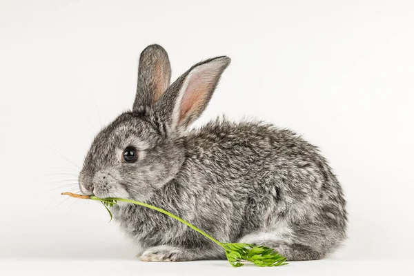 Gri küçük tavşan beyaz bir arka plan üzerinde bir havuç ısırır.