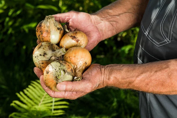 Økologiske Grønnsaker Fersk Økologisk Løk Hendene Gårdbrukere – stockfoto