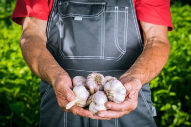 Organik sebze. Taze organik sarımsak çiftçilerin elinde. Sarımsak hasat, sonbaharda hasat