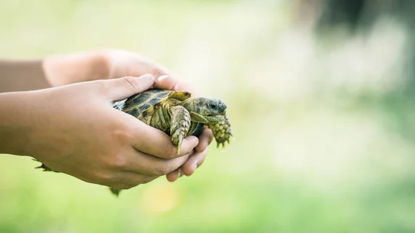 Tartaruga Nas Mãos Menino — Fotografia de Stock