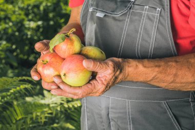 Organik sebze. Taze organik elma çiftçilerin elinde. Elma hasat. Tarım kavramı